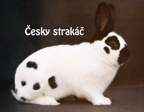Český strakáč